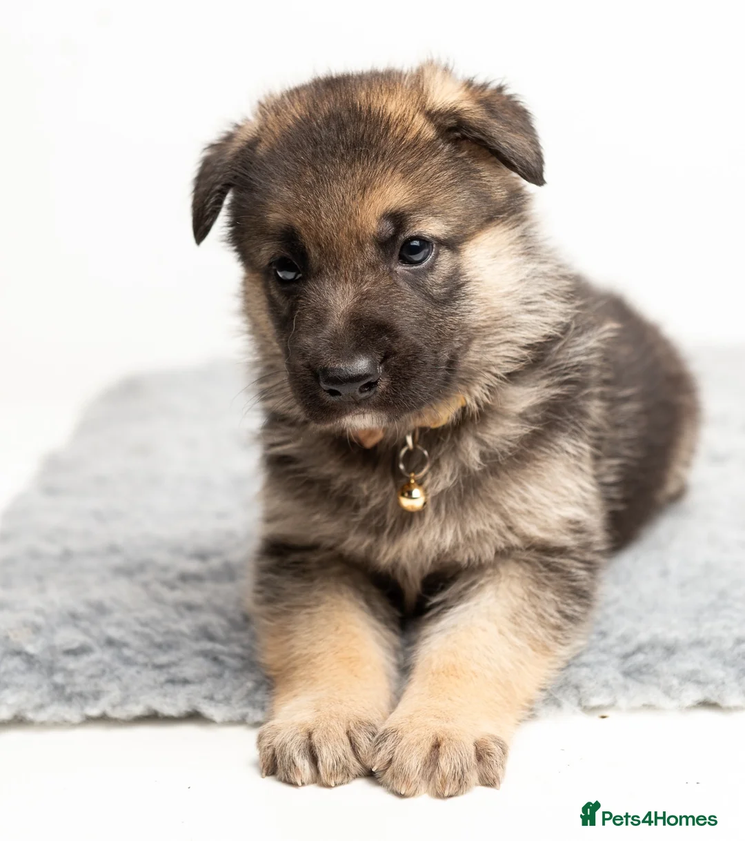 German Shepherd dogs for stud: PROVEN BIG BONED GERMAN SHEPHERD FOR STUD  in Romford - Advert 27