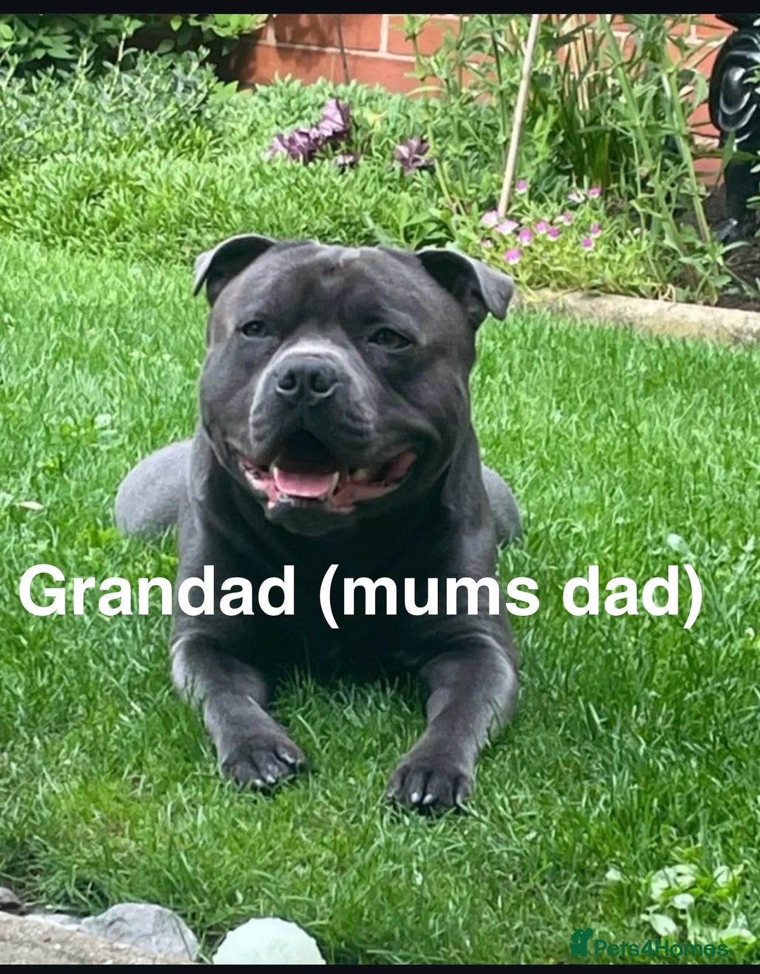 Staffordshire Bull Terrier dogs for sale: Valglo champion cross Bronson line blue/black pups - Image 10