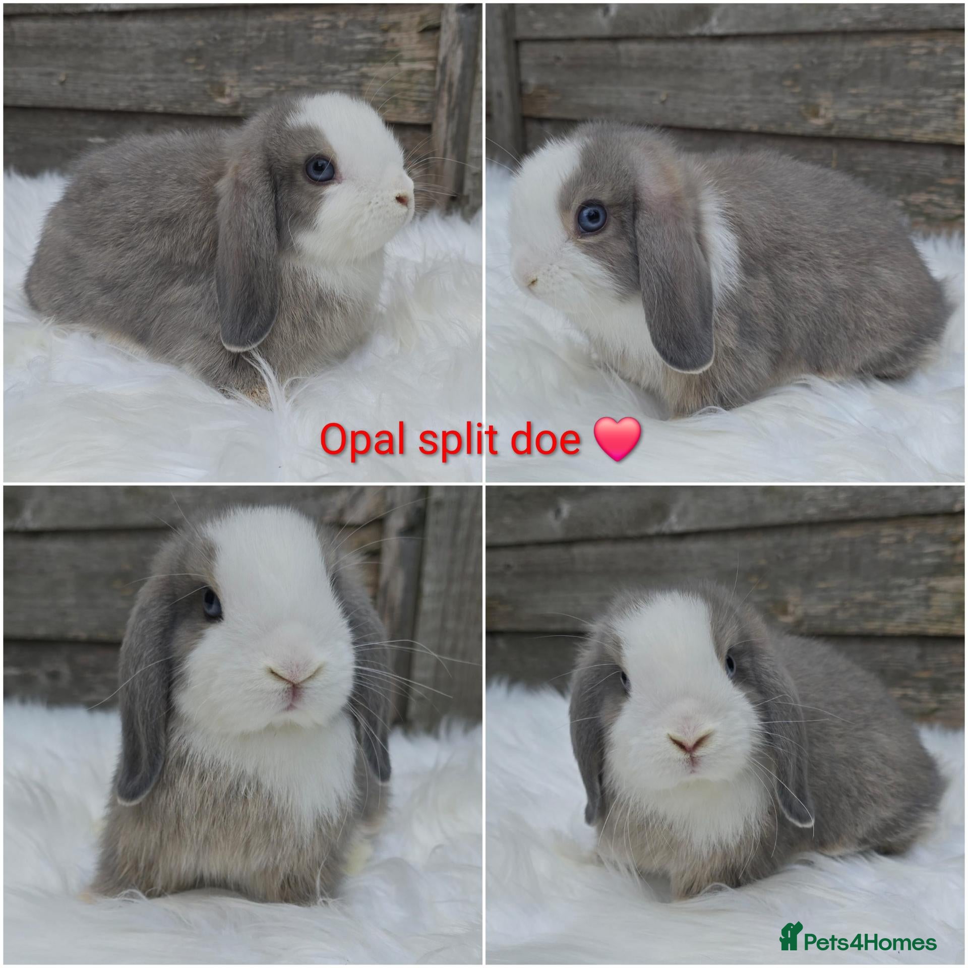 Mini Lop rabbits Gorgeous pure breed mini lops  - Advert 2