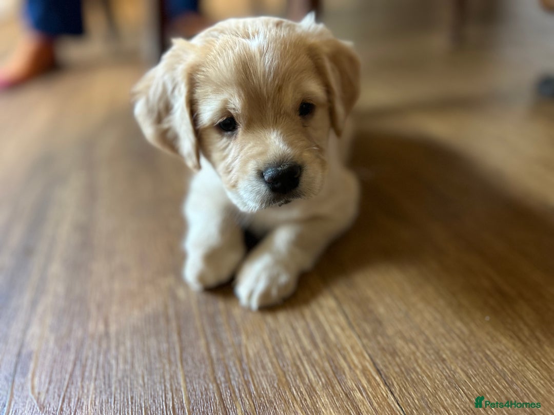 Cocker Spaniel dogs for sale: READY SOON! Working Cocker Spaniel mix Puppies  - Image 24