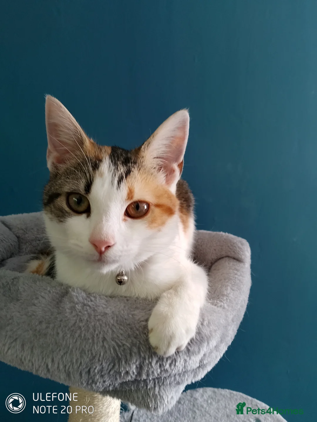 Mixed Breed cats for sale: 2 Mix Breed Kittens in Tamworth - Advert 4