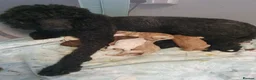 Standard Poodle dogs for sale: Standard poodle puppy's kc reg - Advert 1