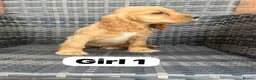 Cocker Spaniel dogs for sale: GoldenSHOW Type Cocker SPANIEL  in Iver - Advert 3