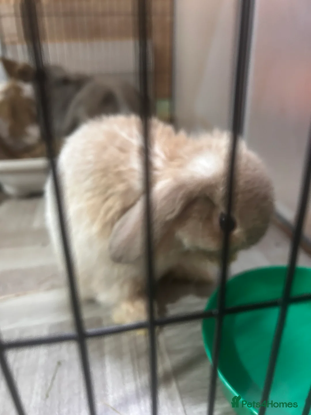 Mini Lop rabbits for sale: Beautiful mini lop Bunnies - Advert 11