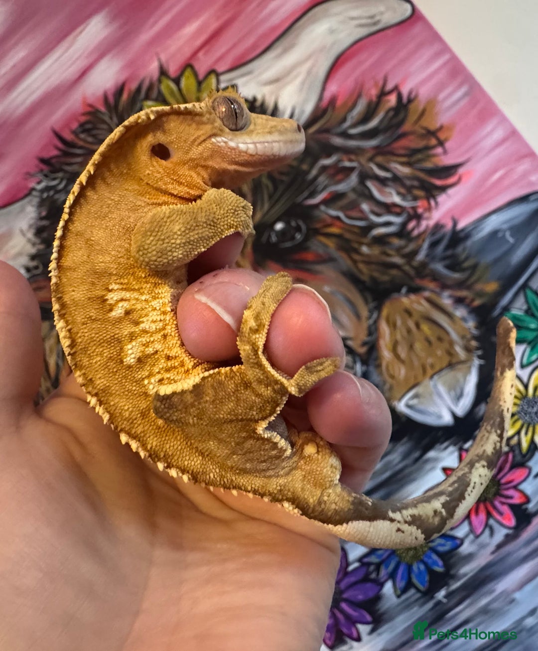 Gecko reptiles for sale: stunning crested gecko - Advert 2