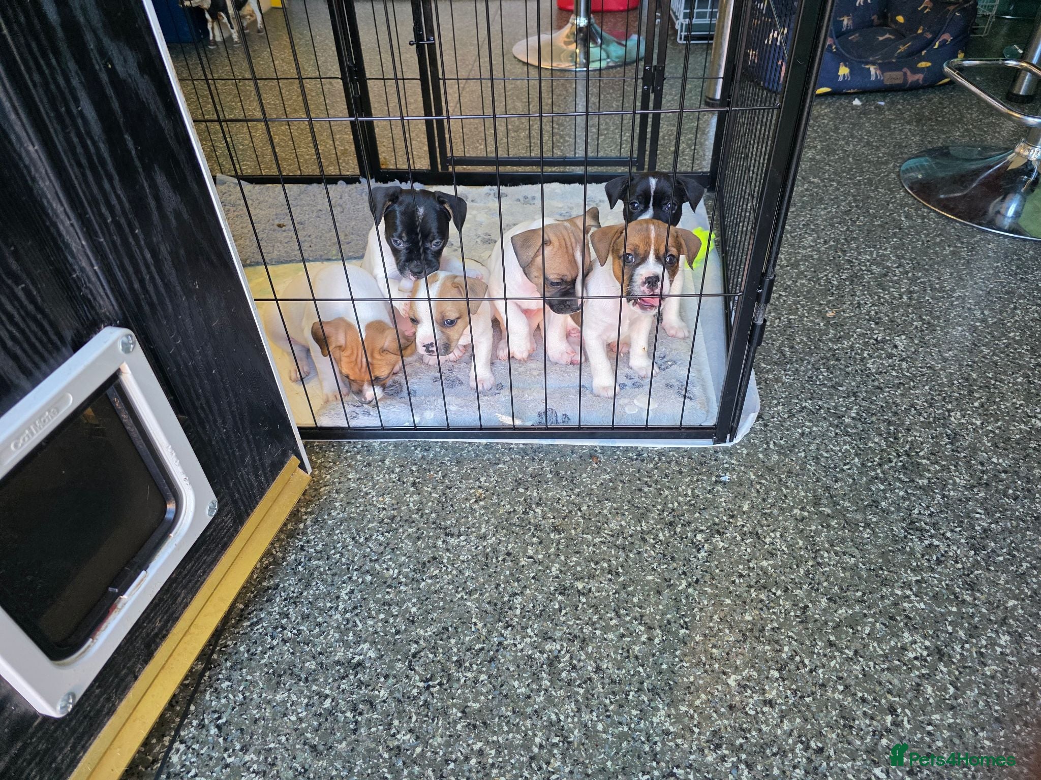 Mixed Breed dogs French bull dogs cross jack Russell  - Advert 2