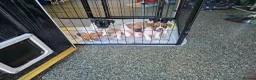 Mixed Breed dogs for sale: French bull dogs cross jack Russell  - Advert 8