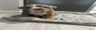 English Bulldog Puppy 1