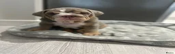 English Bulldog dogs for sale: 4 stunning unique KC registered coloured pups - Advert 20