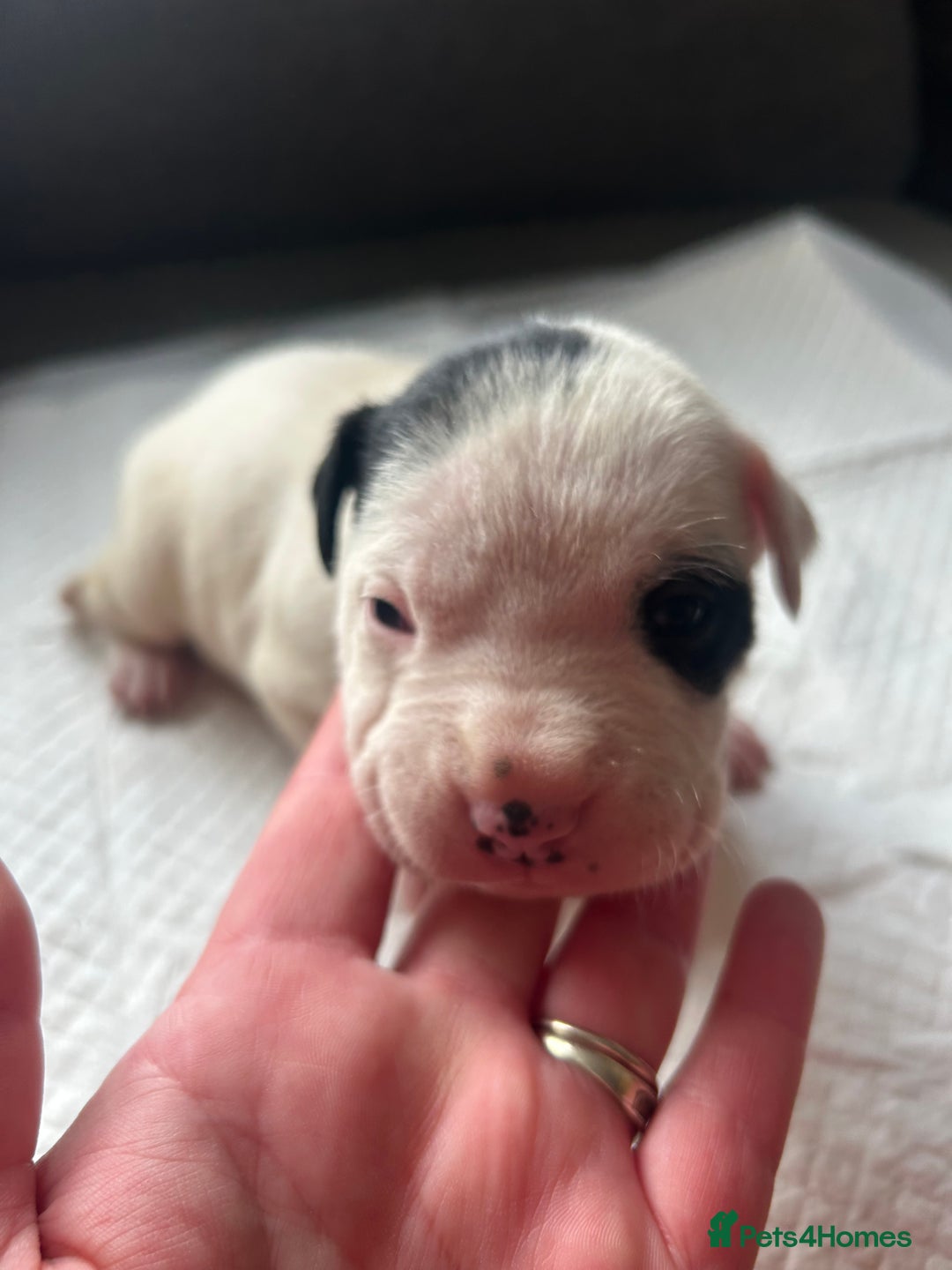 Mixed Breed dogs for sale: 🐾 11 Adorable Puppies From an Accidental Litter - Advert 26