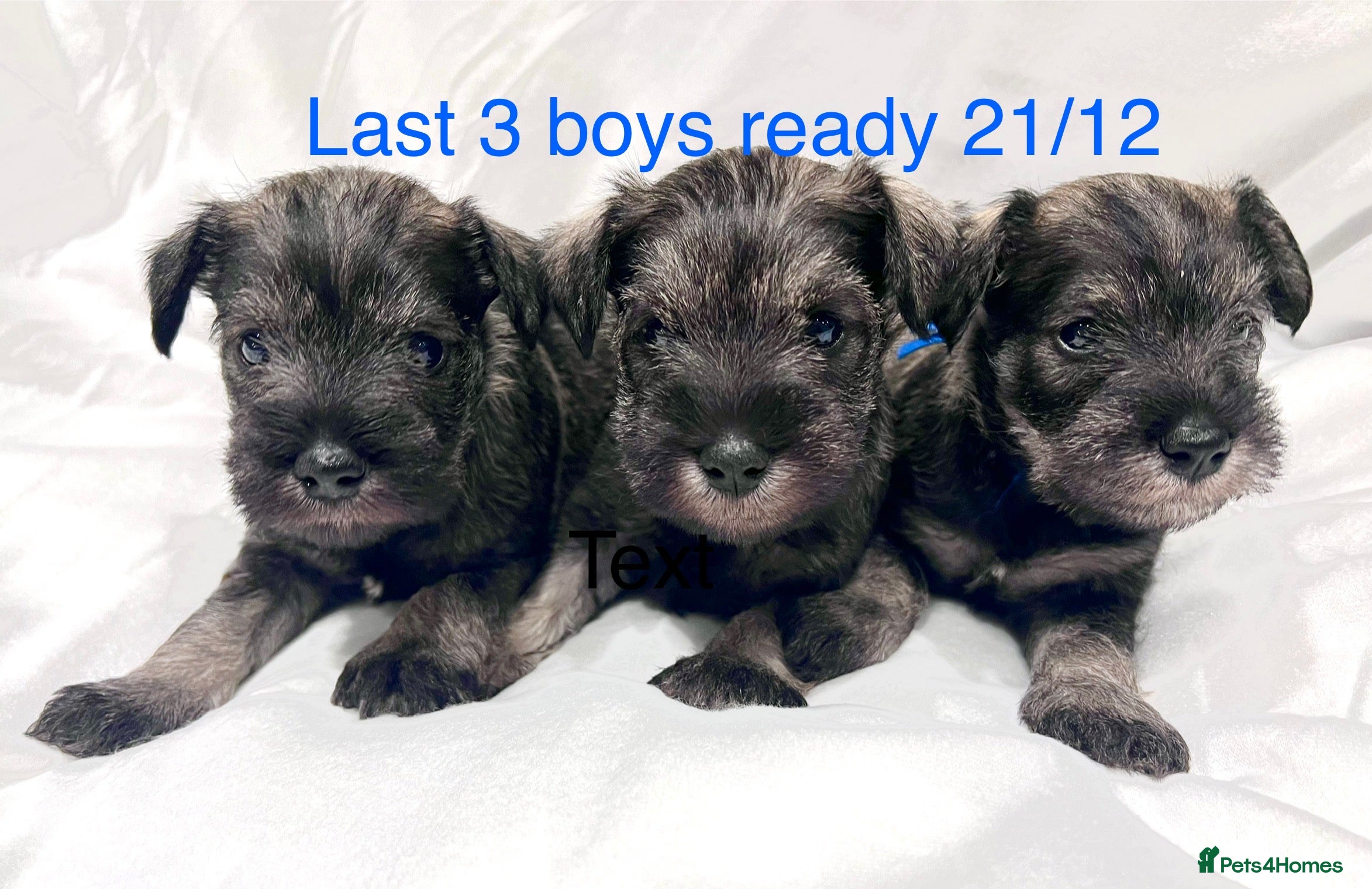 Miniature Schnauzer dogs 5th generation pedigree miniature schnauzer  - Advert 1