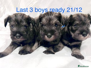 Miniature Schnauzer dogs 5th generation pedigree miniature schnauzer - Advert 1