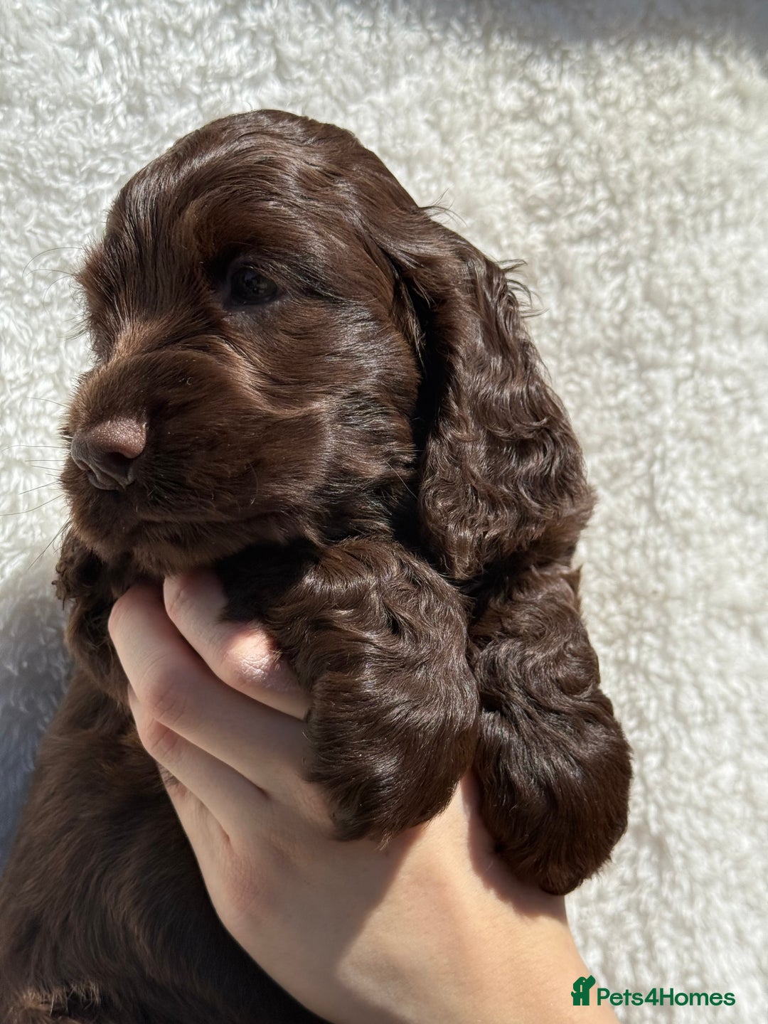 Cocker Spaniel dogs for sale: KC Show Cocker Spaniel boy  ready now - Image 3