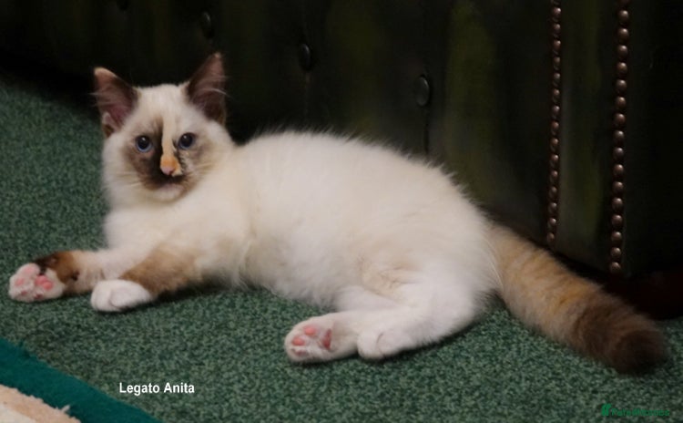 Ragdoll cats - Advert 2