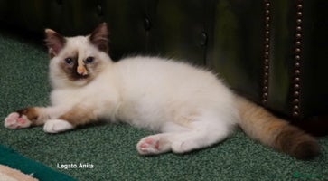 Ragdoll cats - Advert 17