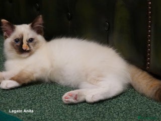 Ragdoll cats - Advert 6