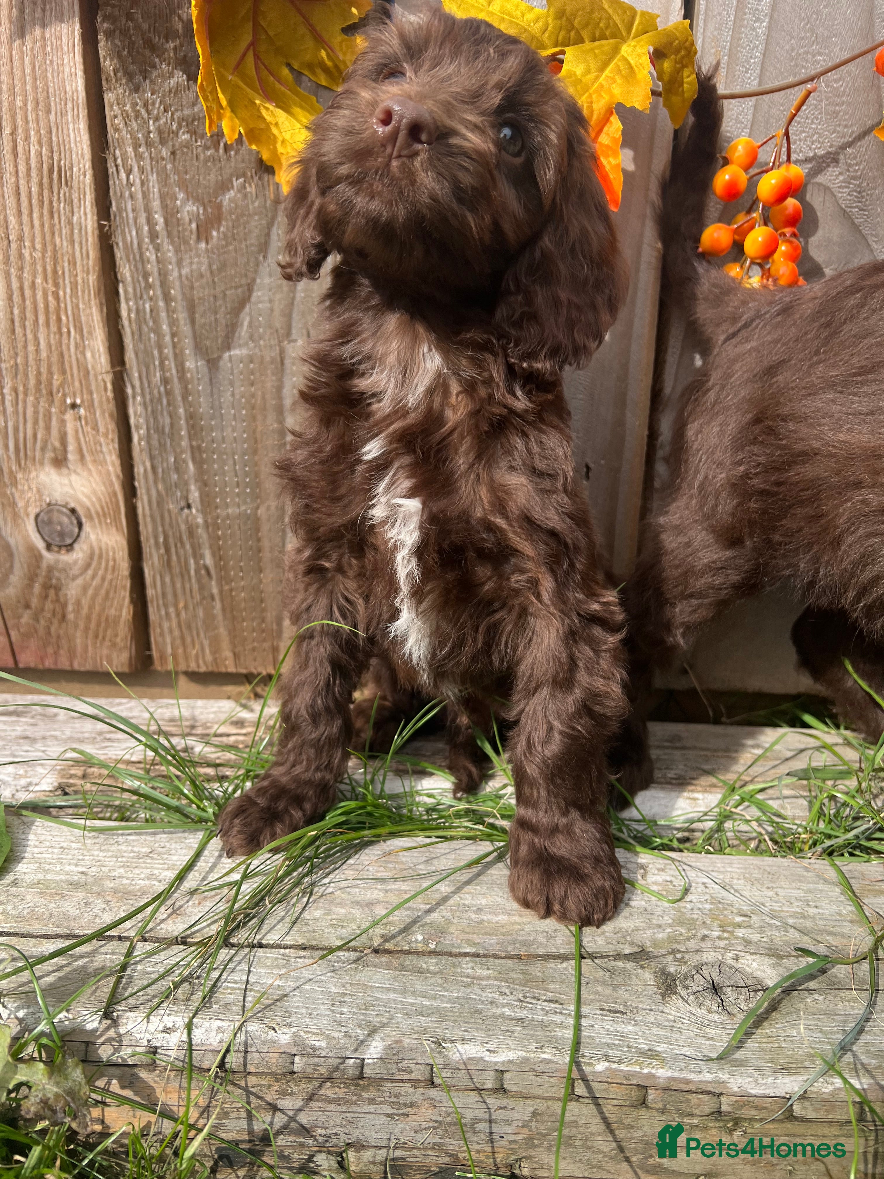 Sproodle dogs Rare Miniature Sproodle Chocolate  Puppies  - Advert 2