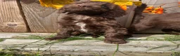 Sproodle dogs for sale: Beautiful F1  Sproodle Chocolate  Puppies Boys ! - Advert 21