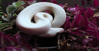 Python Snake reptiles - Advert 6