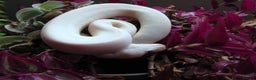 Python Snake reptiles for sale: On Hold Blue Eyed white ball python Female - Advert 2