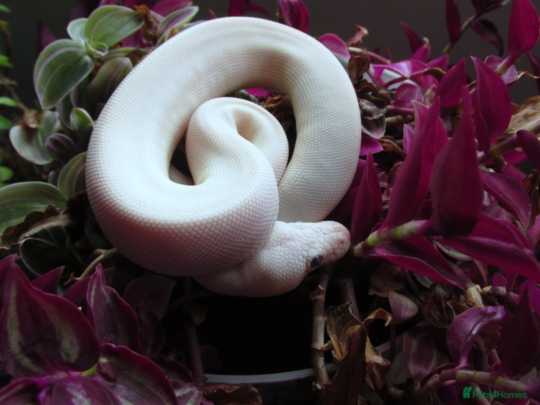 Python Snake reptiles for sale: Blue Eyed white ball python Female - Image 2