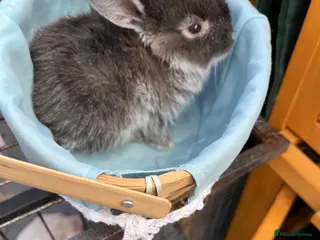 Mini Lop rabbits Late Spring babies - Advert 13