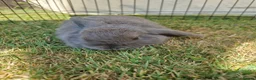 Mini Lop rabbits for sale: 3 baby rabbits - Advert 3