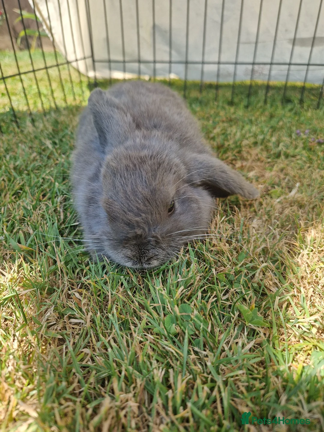 Mini Lop rabbits for sale: 3 baby rabbits - Advert 3