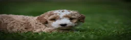 Australian Labradoodle dogs for sale: Stunning Cockapoo x Australian Labradoodle Puppies in Corby - Advert 10