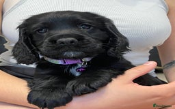 Sprocker dogs for sale: Beautiful Sprocker puppies HEALTH TESTED PARENTS - Image 4