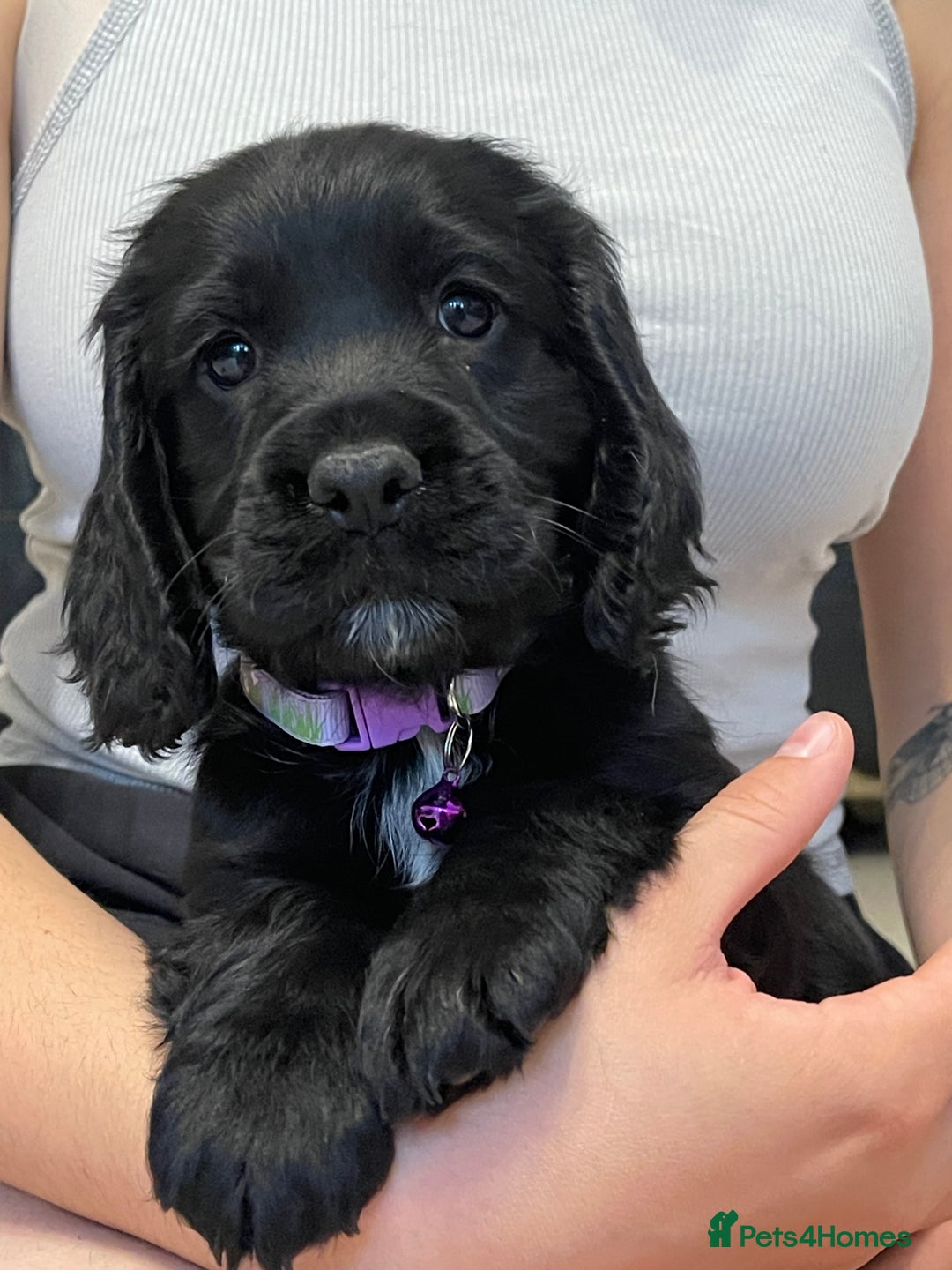 Sprocker dogs for sale: Beautiful Sprocker puppies HEALTH TESTED PARENTS - Image 4