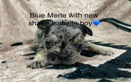 French Bulldog dogs for sale: French bulldog puppies - Image 12