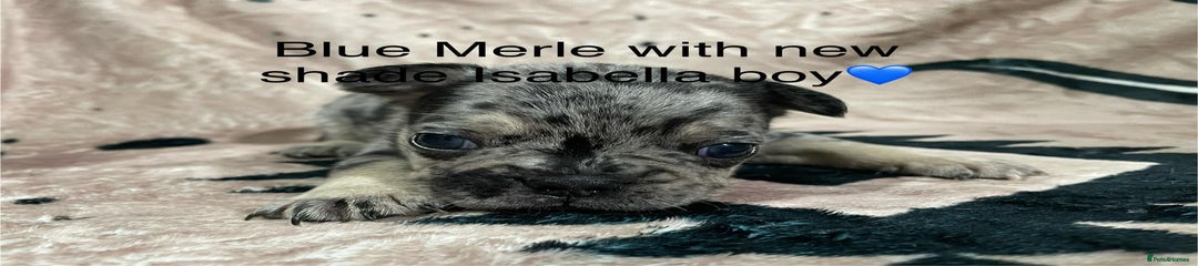 French Bulldog Puppy 2