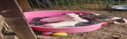 English Bull Terrier dogs for sale: English bullterrier pups for sale - Advert 11
