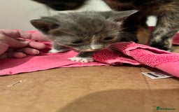 British Shorthair cats for sale: 4 beautiful kittens  - Image 1