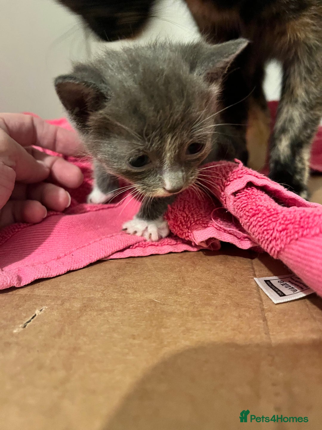 British Shorthair cats for sale: 4 beautiful kittens  - Image 1