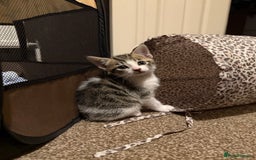 Domestic Shorthair cats for sale: Family-Raised Kittens, Friendly, Playful Ready Now - Image 38