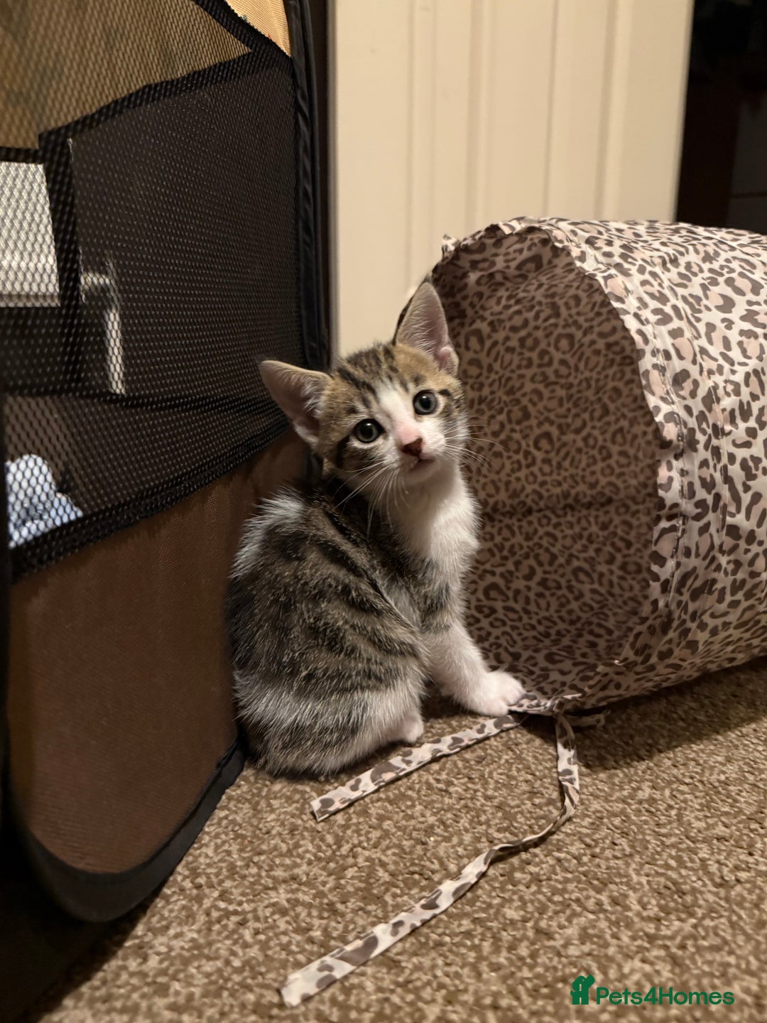 Domestic Shorthair cats for sale: Family-Raised Kittens, Friendly, Playful Ready Now - Image 38