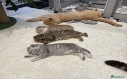 British Longhair cats for sale: Scottish Straights Longhair and Shorthair - Image 24