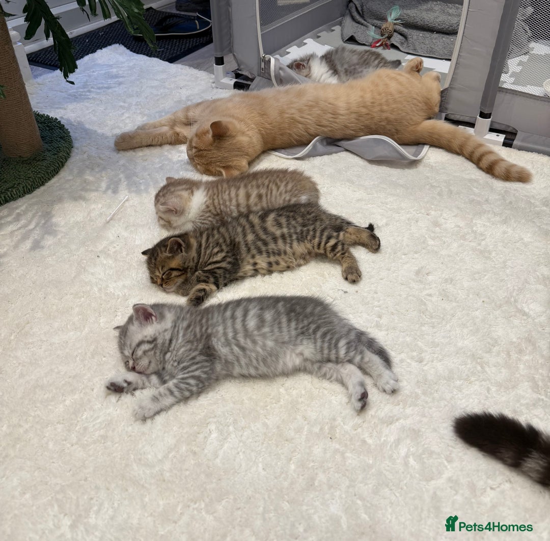 British Longhair cats for sale: Scottish Straights Longhair and Shorthair - Image 24