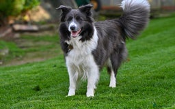 Border Collie dogs for sale:  Long Haired KC Reg Border Collie puppies for sale - Image 5