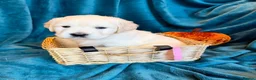 Golden Retriever dogs for sale: KC Registered Golden Retriever Puppies - Advert 12