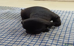 Mixed Breed dogs for sale: Pug x dachshund  ( Daug?) - Image 9
