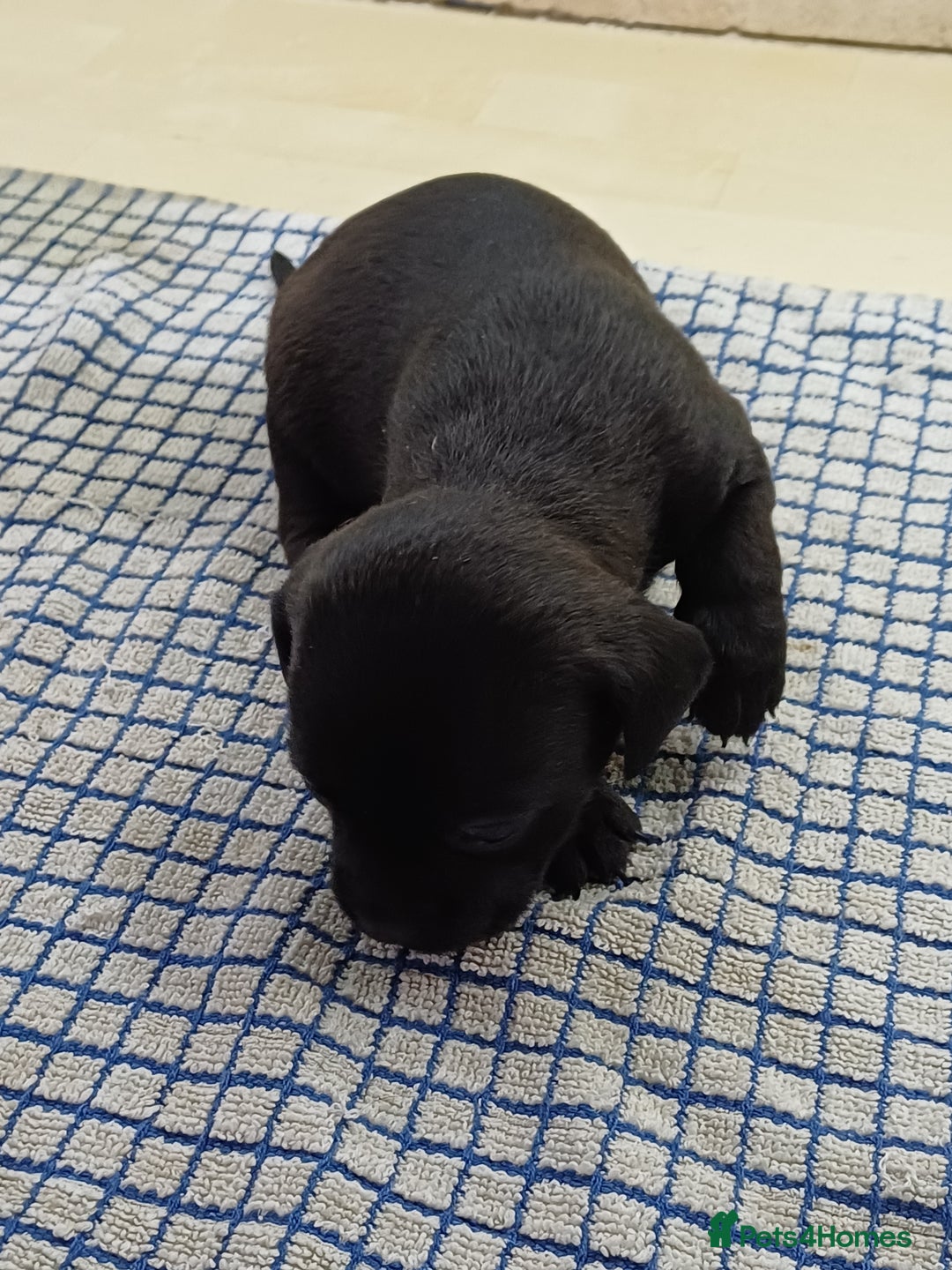 Mixed Breed dogs for sale: Pug x dachshund  ( Daug?) - Image 9