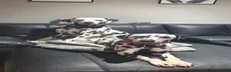 Dalmatian dogs for sale: Stunning Pure Dalmation Puppies  - Advert 1