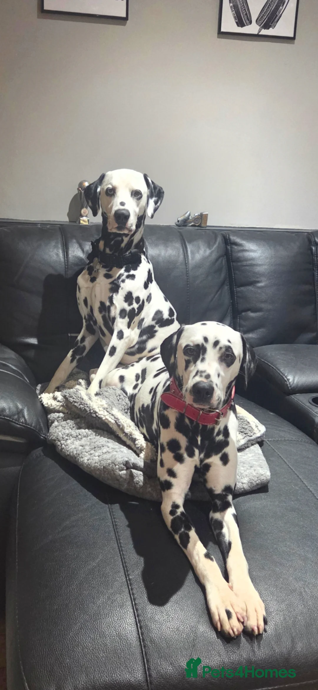 Dalmatian dogs for sale: Stunning Pure Dalmation Puppies  - Advert 1