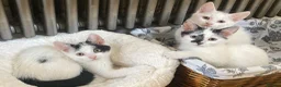 Turkish Van cats for sale: Gorgeous Turkish Van Kittens in Potters Bar - Advert 3