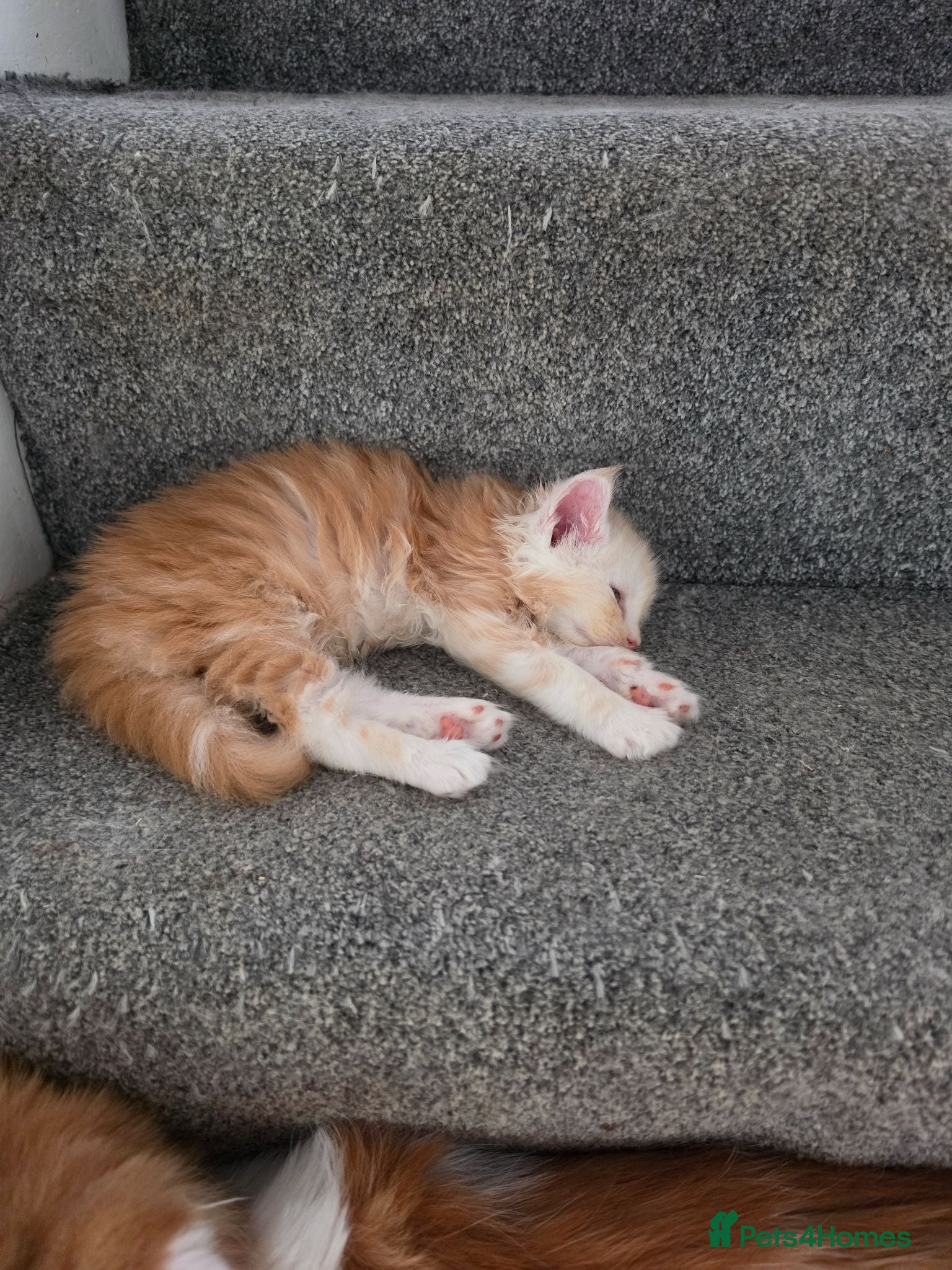 Maine Coon cats PEDIGREE MAINE COON KITTENS  - Advert 12
