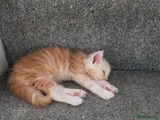 Maine Coon cats PEDIGREE MAINE COON KITTENS - Advert 12