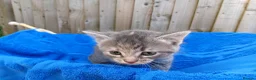 Mixed Breed cats for sale: Kittens for new homes in Ilminster - Advert 13
